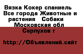 Вязка Кокер спаниель - Все города Животные и растения » Собаки   . Московская обл.,Серпухов г.